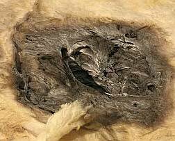 Brandversuch Glaswolle